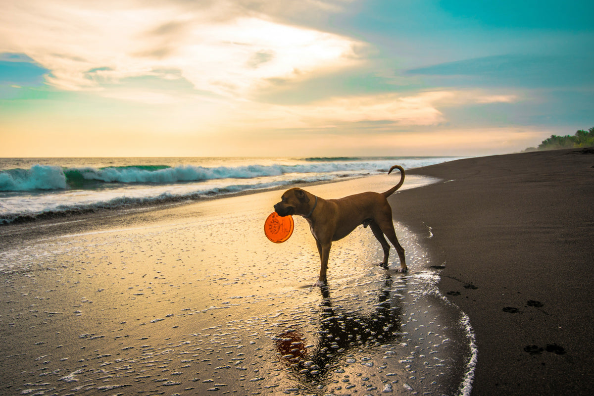 Beach Adventures