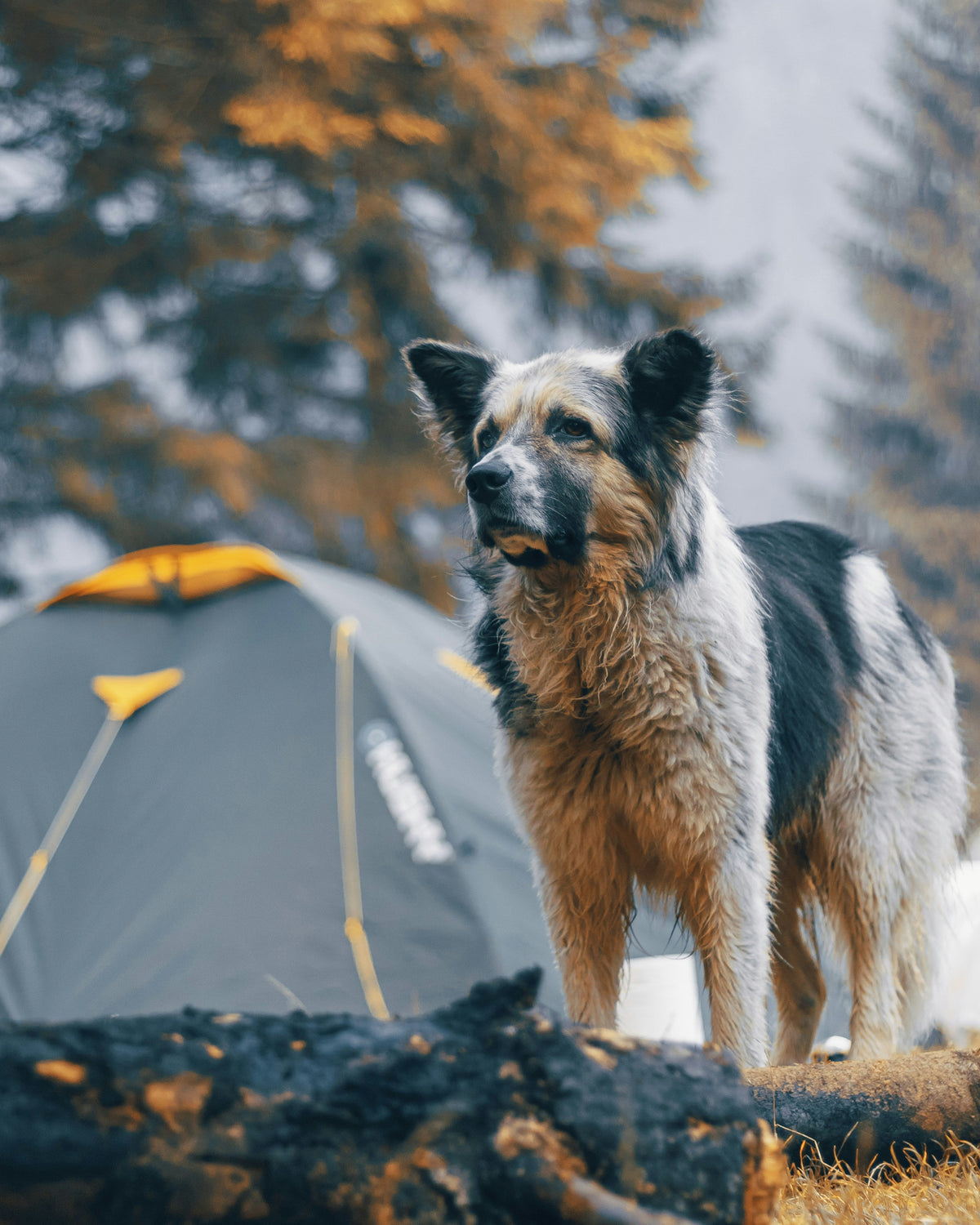 Camping Collection
