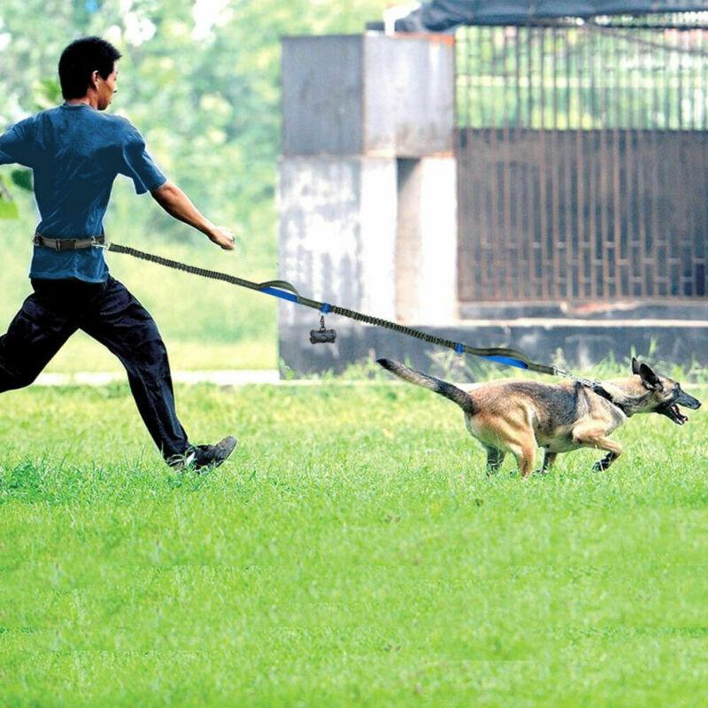 TimberPup Trailflex HandsFree Dog Leash